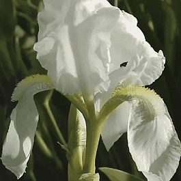 Ирис германский Florentina