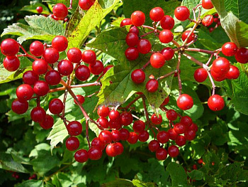 Калина красная