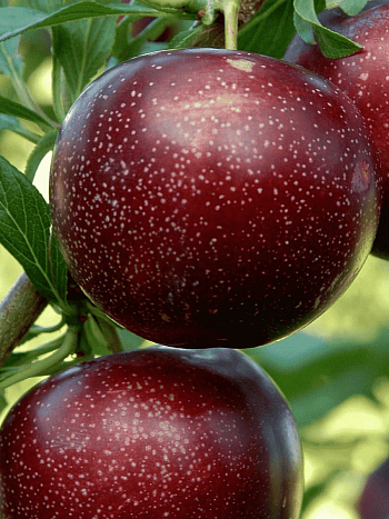 Шарафуга гибридная Нектарная