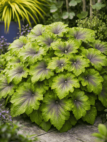 Гейхерелла Art Nouveau