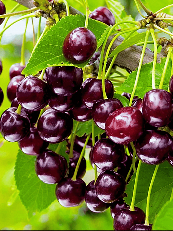 Черешня Бряночка