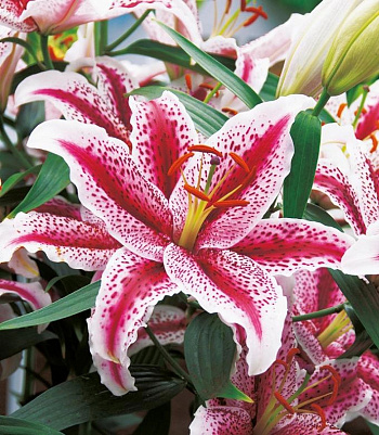 Лилия восточная Тайгер Вудс