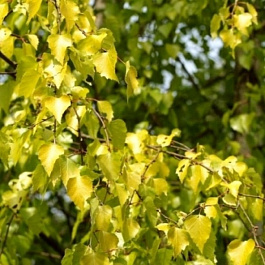 Береза повислая Шневердингер Голдбирке