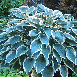 Хоста гибридная Эль Нино