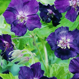 Герань темная Raven