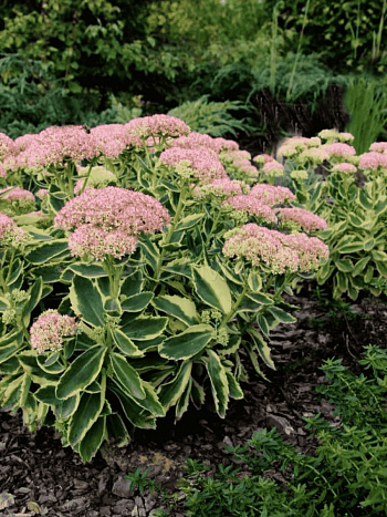 Очиток телефиум Autumn Charm (Lajos)