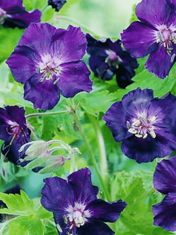 Герань темная Raven