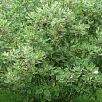 Дерен белый Sibirica Variegata