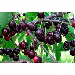 Черешня Памяти Астахова