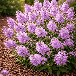 Вероника простёртая Mrs Holt