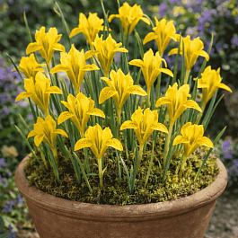 Ирис сетчатый Danfordiae