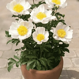 Пион травянистый Patio Peony Dublin