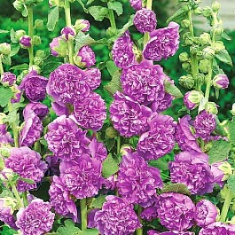 Мальва (Шток-роза) розовая Chater's Double Violet