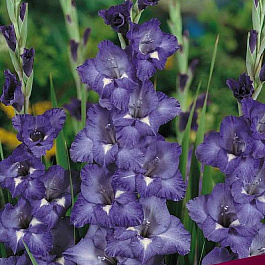 Гладиолус крупноцветковый Блу Айл