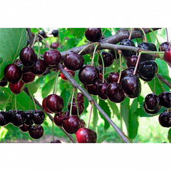 Черешня Памяти Астахова