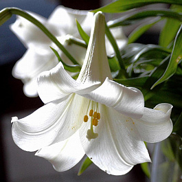 Лилия лонгифлорум Уорлд Трейд НАБОР 2ШТ (2+2)