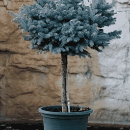 Ель колючая Glauca Globosa на штамбе 40-60 см