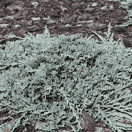 Можжевельник горизонтальный Ice Blue