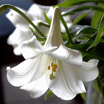 Лилия лонгифлорум Уорлд Трейд НАБОР 2ШТ (2+2)