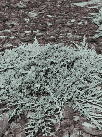 Можжевельник горизонтальный Ice Blue