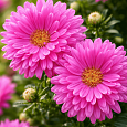 Астра Ново-бельгийская Magic Pink