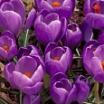 Крокус крупноцветковый Remembrance
