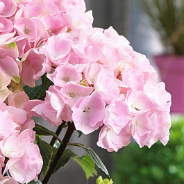 Гортензия крупнолистовая Либертин Пинк