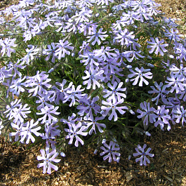 Флокс раздвоенный Петтикоут