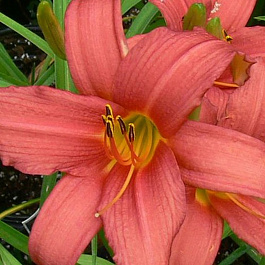 Лилейник гибридный Пинк Дамаск