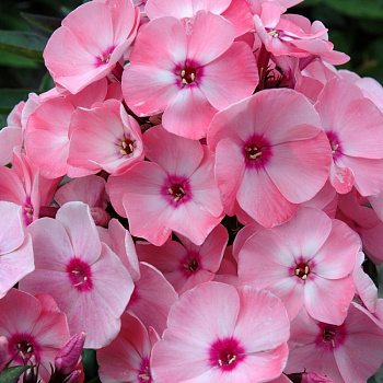 Флокс метельчатый Милена Флокс метельчатый Милена