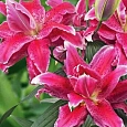 Лилия Roselily Elena