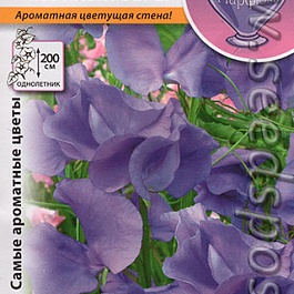 Душистый горошек Лазурный Берег