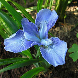Ирис сибирский Диэ Дилайт