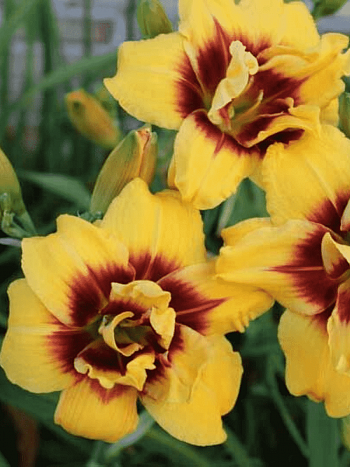 Лилейник Mount Helena