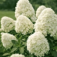 Гортензия метельчатая  Panorama