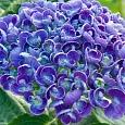 Гортензия крупнолистная Hovaria Hopcorn