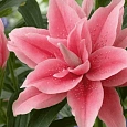 Лилия Roselily Larissa