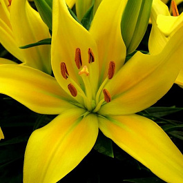 Лилия азиатская горшечная Тайни Глоу