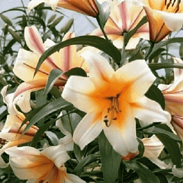 Лилия Miss Peculiar