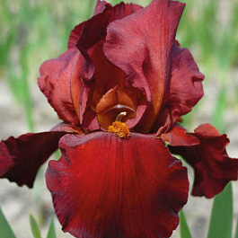 Ирис бородатый Респектебл