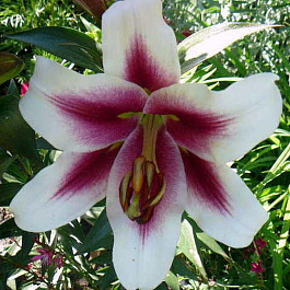 Лилия ОТ-гибрид Алтари