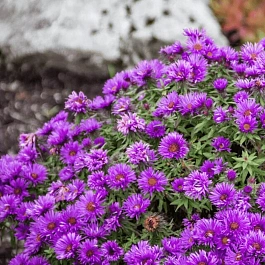 Астра новоанглийская Purple Dome