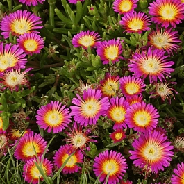 Делосперма Купера Hot pink