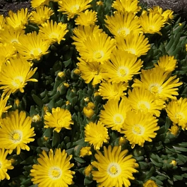 Делосперма Купера Ice Cream Yellow