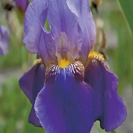 Ирис бородатый Lent A. Williamson