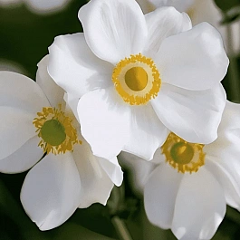 Анемона японская Andrea Atkinson