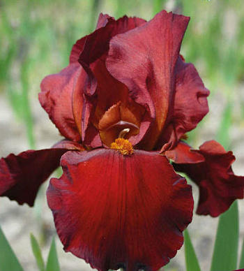 Ирис бородатый Респектебл