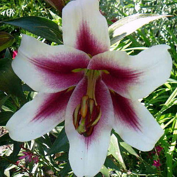 Лилия ОТ-гибрид Алтари