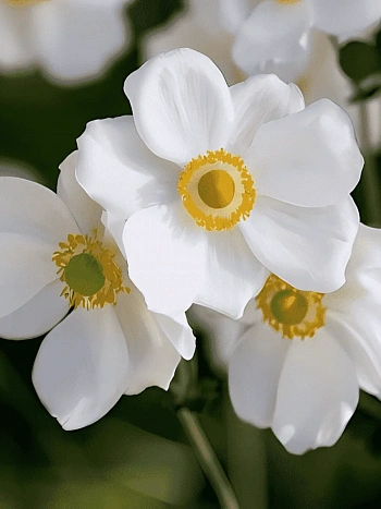 Анемона японская Andrea Atkinson