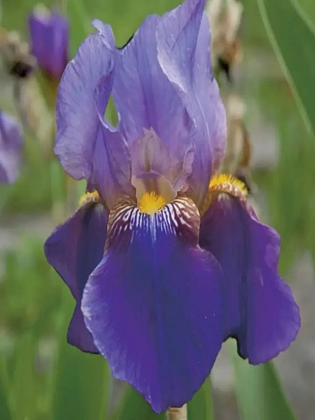 Ирис бородатый Lent A. Williamson